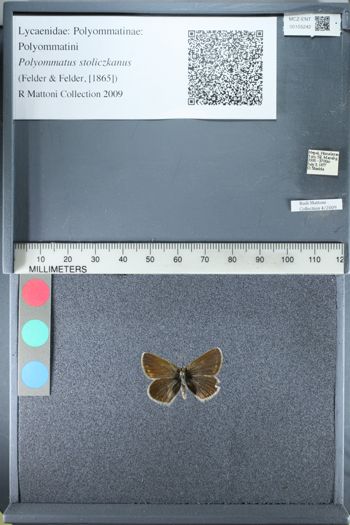 Media type: image;   Entomology 155242